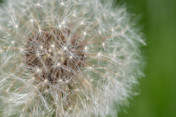 Fototapeta premium Close-up macro shot of Dandelion flower seeds