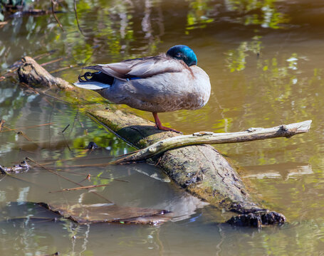 duck in the water