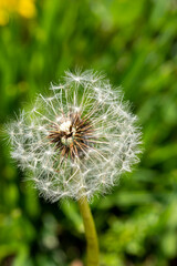 Close-up macro shot of Dandelion flower seeds