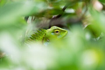 The common green forest lizard hiding in a green canopy.