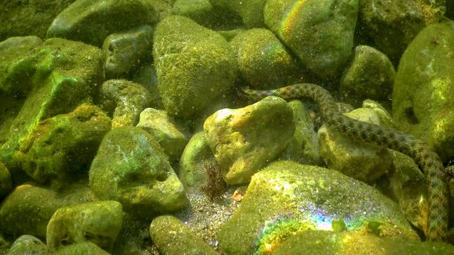 The dice snake (Natrix tessellata), a water snake preys on small fish on the seabed in the Black Sea