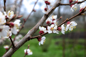 apricot branch spring flowering garden