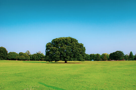 日本の風景、　青空と新緑　芝生と木　大きな木　爽やかな木漏れ日　公園　リフレッシュイメージ　背景素材　