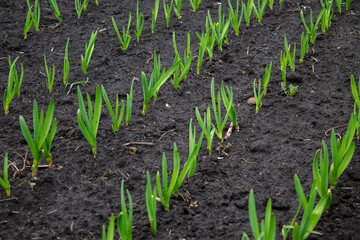 growing garlic, young shoots of garlic