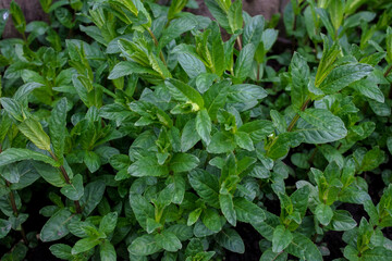 leaves and bushes of mint green sprouts