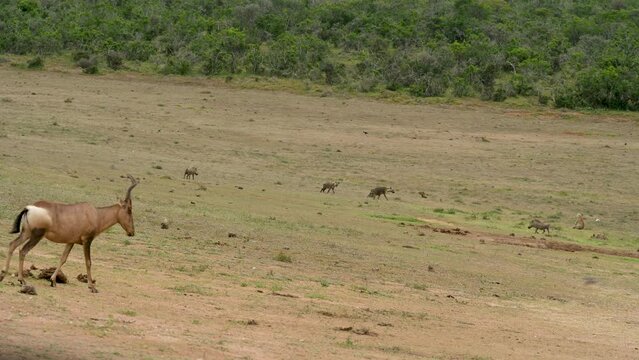 S&uuml;dafrikanische Kuhantilope, Hy&auml;nen und Warzenschweine im Naturreservat Addo Elephant National Park S&uuml;dafrika