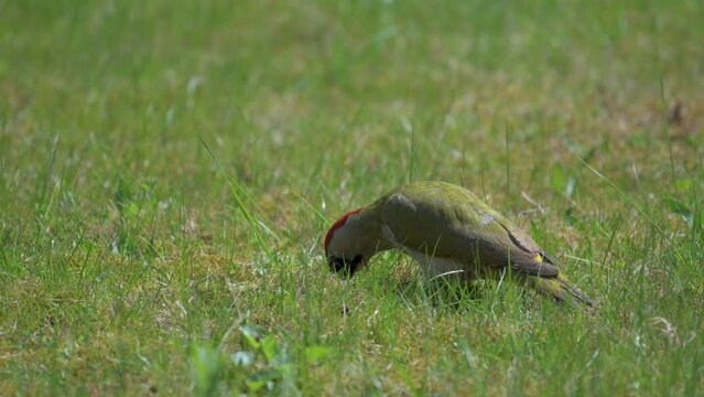 Green woodpecker (picus viridis) sitting in meadow hunting and picking for ants in ground