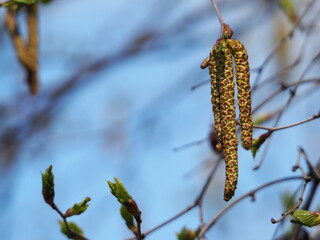 白樺の雄花のクローズアップ