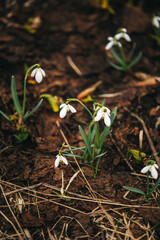 snowdrop flowers in the snow