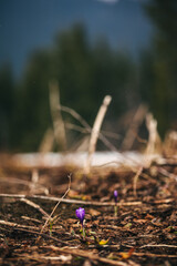 dragonfly on a blade of grass
