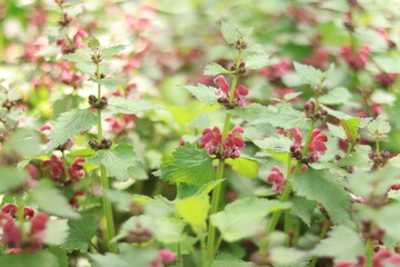 Obraz premium Blooming red nettle in the forest. Not stinging nettle. Wild flowers, selective focus.