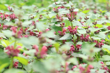 Blooming red nettle in the forest. Not stinging nettle. Wild flowers, selective focus.