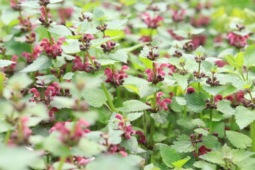 Blooming red nettle in the forest. Not stinging nettle. Wild flowers, selective focus.