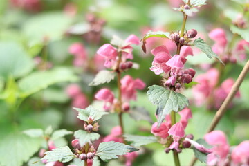 Blooming red nettle in the forest. Not stinging nettle. Wild flowers, selective focus.