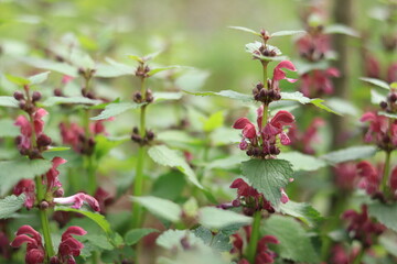 Blooming red nettle in the forest. Not stinging nettle. Wild flowers, selective focus.