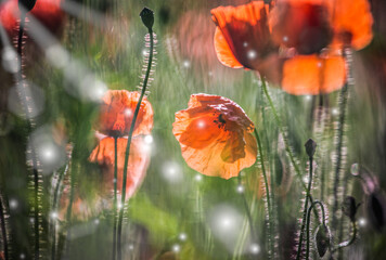 poppy flowers in the field, abstrakcyjny obraz pole makow w letni poranek