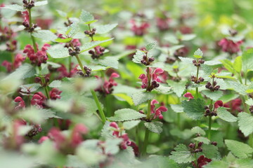 Blooming red nettle in the forest. Not stinging nettle. Wild flowers, selective focus.