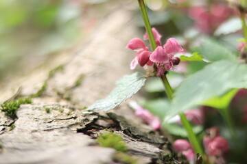Blooming red nettle in the forest. Close up photo with blurred background. Wild flowers, selective focus.