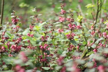 Blooming red nettle in the forest. Not stinging nettle. Wild flowers, selective focus.