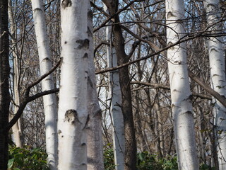 Fototapeta premium 美しく立ち並ぶ白樺