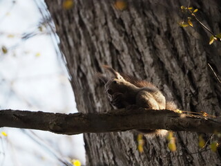 木の枝の上で木の実を食べるエゾリス
