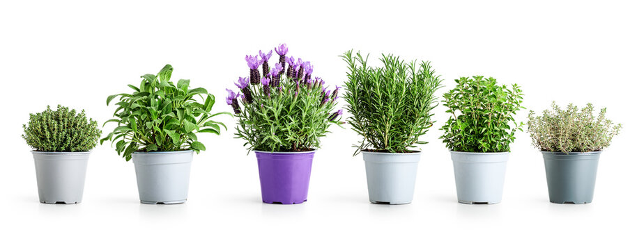 Rosemary, lavender, oregano, sage and thyme. Herbs in pots