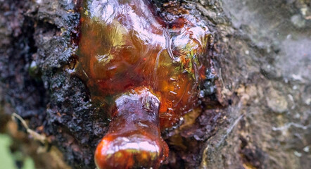 Macro photo of tree resin, sap, or amber bleeding out of the tree