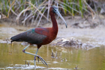 Glossy ibis