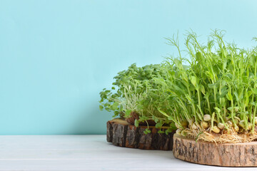 Micro-green peas and arugula on a light blue background and a white table.