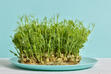 Micro green peas on a light blue plate. The concept of weight loss. Home garden on the windowsill. Healthy eating. Vegetarianism. Diet