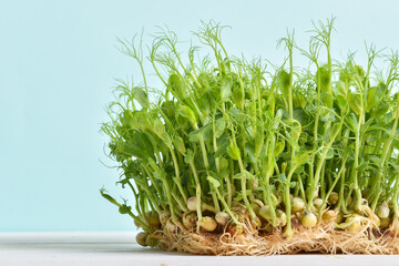 Close-up of young pea shoots on a light blue background