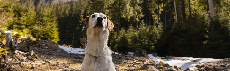Dog looking away in blurred forest, banner.