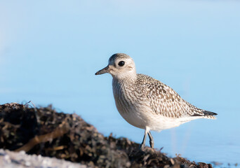 Kiebitzregenpfeifer (Pluvialis squatarola)