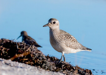 Kiebitzregenpfeifer (Pluvialis squatarola)