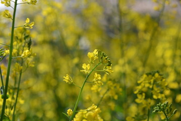 心が和む菜の花の咲く美しい日本の風景