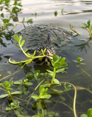 Feeding Time Turtle- Winter Garden