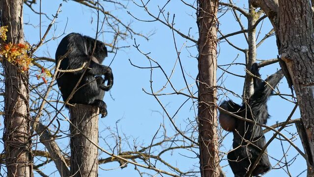 The black-headed spider monkey, Ateles fusciceps is a species of spider monkey, a type of New World monkey, from Central and South America.