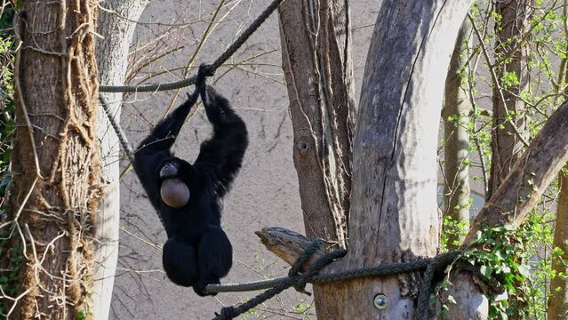 The black-headed spider monkey, Ateles fusciceps is a species of spider monkey, a type of New World monkey, from Central and South America.