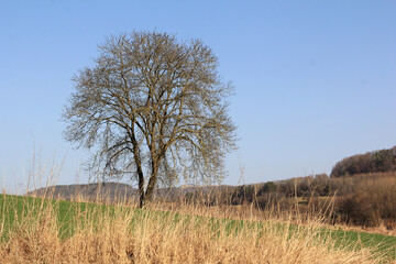 Nussbaum vor dem Blattaustrieb