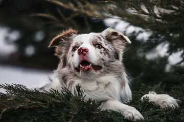 border collie dog