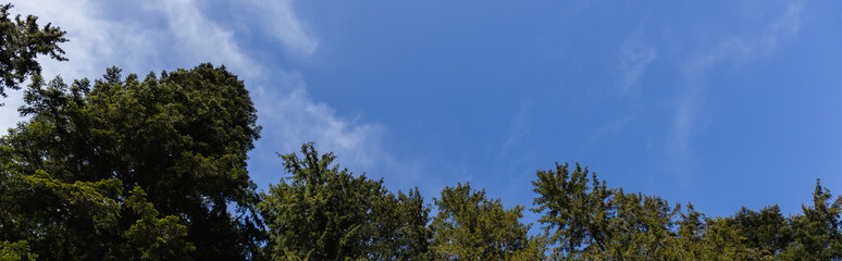 Bottom view of spruce trees and blue sky at background, banner.