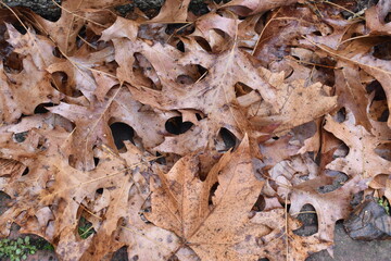 leaf on the ground