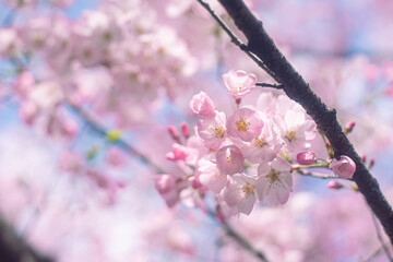 桜