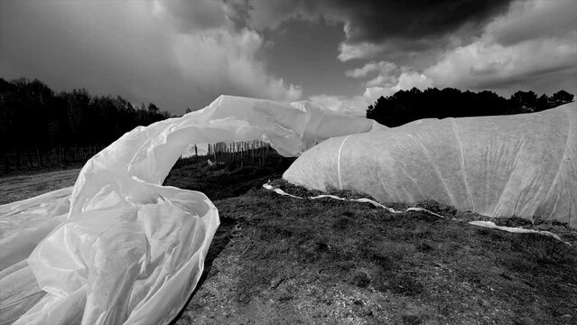 France, Gironde, April 2022, Fighting frost in the Bordeaux vineyards using geotextile fabric, The fight against the frost the French vineyard. High quality 4k footage