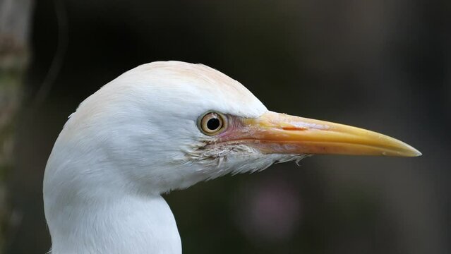 Close-up shot of the cattle egret (Bubulcus ibis) bird