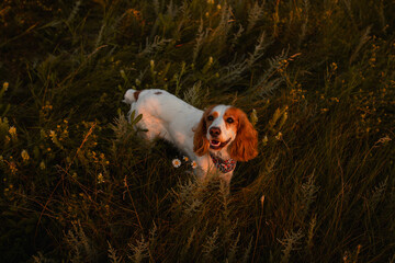 dog in the grass