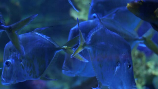 Monodactylus argenteus fish, known as silver moony, butter bream or diamondfish