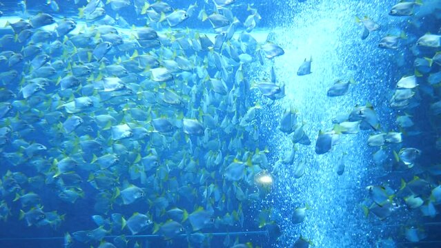 Shoal of Mono fish (Monodactylus argenteus), also known as silver moonyfish
