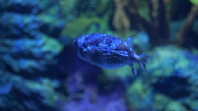 Porcupinefish, also known as blowfish or pufferfish