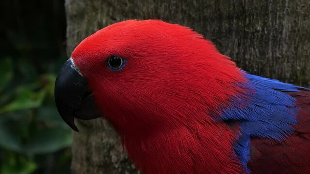 Red-sided eclectus parrot native to the Solomon Islands, Sumba, New Guinea